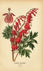 Aziatisch gebroken hart, Lamprocapnos spectabilis.