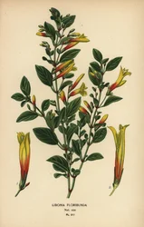 Braziliaanse fuchsia, Justicia floribunda. Chromolithografie naar een illustratie van Desire Bois uit Edward Step