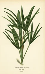 Breedbladige lady palm of bamboepalm, Rhapis excelsa. Chromolithografie naar een illustratie van Desire Bois uit Edward Step