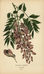 Chinese blauwe regen, Wisteria sinensis