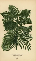 Cook-den, Araucaria columnaris. (Norfolk Island-den, Araucaria excelsa). Chromolithografie van een illustratie door Desire Bois uit Edward Step