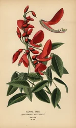 Koraalboom, Erythrina crista-galli