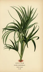 Krulpalm, Howea belmoreana. Kwetsbaar