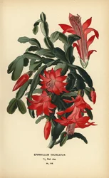 Valse kerstcactus, Schlumbergera truncata