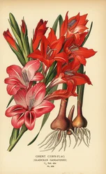 Gentse korenbloem, Gladiolus x gandavensis. Chromolithografie van een illustratie door Desire Bois uit Edward Step