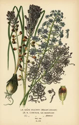 Blauwe druifjes, Leopoldia comosa. Chromolithografie naar een illustratie van Desire Bois uit Edward Step