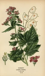 Judaspenning, Lunaria annua