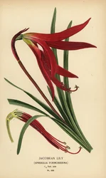 Jacobean lelie, Sprekelia formosissima. Chromolithografie naar een illustratie van Desire Bois uit Edward Step