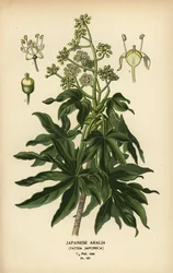 Japanse aralia of glanzendbladige papierplant, Fatsia japonica