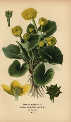 Moerasdotterbloem, Caltha palustris