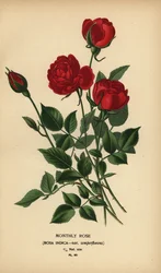 Maandroos, Rosa chinensis var. semperflorens.