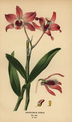 Noble dendrobium orchidee, Dendrobium nobile. Chromolithografie van een illustratie door Desire Bois uit Edward Step