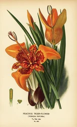 Pauw-tijgerbloem, Tigridia pavonia. Chromolithografie naar een illustratie van Désiré Bois uit Edward Steps Favourite Flowers of Garden and Greenhouse, Frederick Warne, Londen