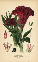 Pluimhanenkam of zilverhanenkam, Celosia argentea (hanenkam, Celosia cristata). Chromolithografie naar een illustratie van Désiré Bois uit Edward Steps Favourite Flowers of Garden and Greenhouse, Frederick Warne, Londen