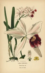 Paarsgevlekte laelia orchidee, Cattleya purpurata