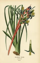 Koninginnetranenplant, Billbergia nutans