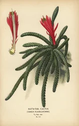 Rattenstaartcactus, Disocactus flagelliformis.