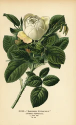 Roos Baroness Rothschild, hybride perpetueel.