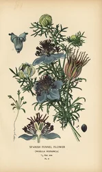 Spaanse venkel, Nigella hispanica