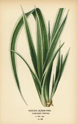 Tahitian schroefpalm, Pandanus tectorius