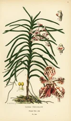 Vanda tricolor orchidee. Chromolithografie naar een illustratie van B. Herincq uit Edward Step