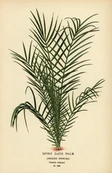 Wilde dadelpalm of Senegal dadelpalm, Phoenix reclinata