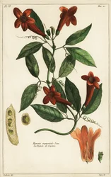 Knoflookwijnstok, Bignonia aequinoctialis, Linn