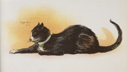Een kat