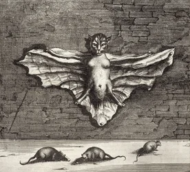 Een vleermuis bekend als een vliegende kat, uit China Illustrated door Athanasius Kircher (1601-80) 1667