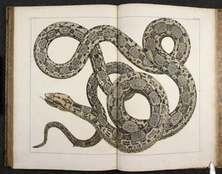 Een python, uit 