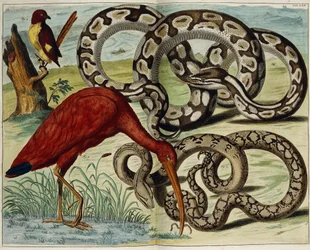 Vogels en slangen, plaat 62, uit "Locupletissimi Rerum Naturalium Thesauri Accurata Descriptio", 1734-1765