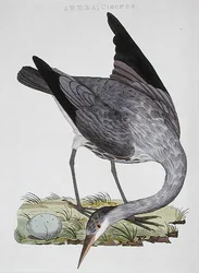 Reiger, uitgegeven in Amsterdam