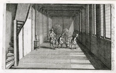 Bomen verplaatsen naar de tuin voor de zomer, uit De Nederlandze Hesperides door Jan Commelin, gepubliceerd in 1676