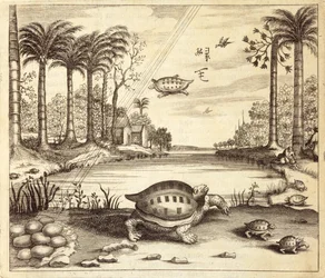 Schildpadeieren die uitkomen, uit China Illustrated door Athanasius Kircher (1601-80) 1667