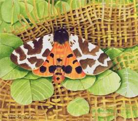 Tiger Moth, 1999