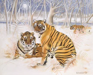 Tijgers in de sneeuw, 2005