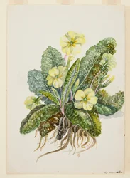 Primula vulgaris Huds Sleutelbloem, ca. 1920s