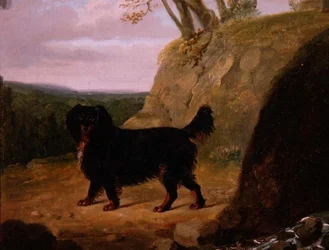Een cocker-spaniël in een landschap