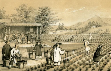 Cultuur en bereiding van thee, China, 1847