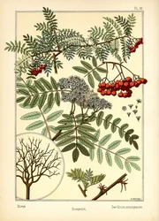 De Lijsterbes