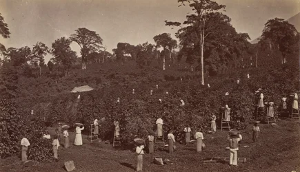 Koffieoogst, Las Nubes-Guatemala, 1875