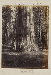 Mammoth Tree Grove, Calaveras County, Californië. Abraham Lincoln. 320 voet hoog, 54 voet in omtrek