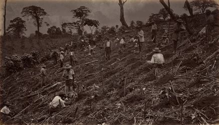 Het Opzetten van een Koffieplantage in Antigua de Guatemala, 1875, gepubliceerd 1877