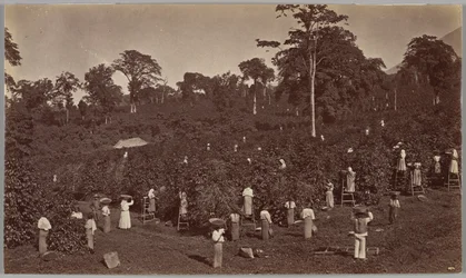 Koffieoogst, Las Nubes, Guatemala