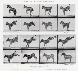 Eadweard Muybridge: De bok en de schop (zwart-wit foto)