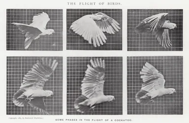 Eadweard Muybridge: De Vlucht van Vogels