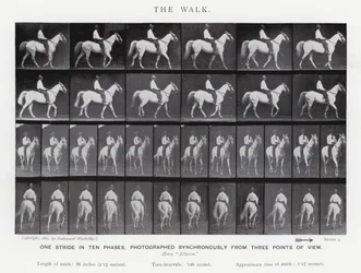 Eadweard Muybridge: De wandeling