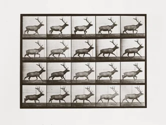 Eland, Plaat 692 uit Animal Locomotion, 1887