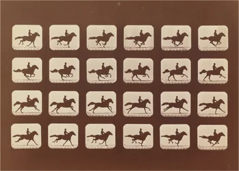 Paarden. Rennen. Phyrne L. Nr. 40