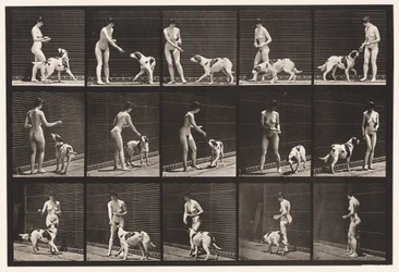 Plaat 514. Een hond voeren